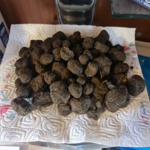 TARTUFO NERO TUBER bRUMALE